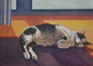 Katze Kater Sonnenlicht schlafend