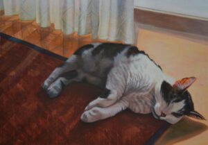 Katze Kater Sonnenlicht schlafend